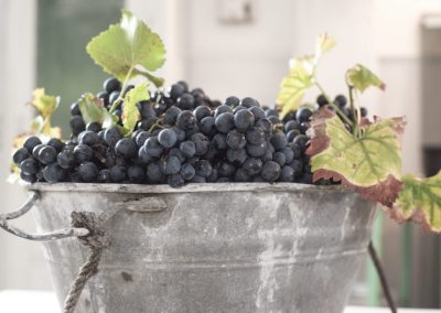 Dornfelder Trauben aus der Pfalz nicht nur für Wein, sondern auch für Traubengelee - hier das Rezept