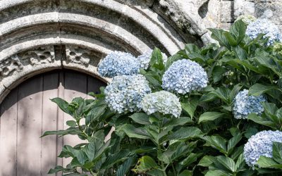 Von Hortensien, Granitmauern und einer stibitzten Hortensienblüte…
