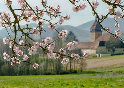 Pfälzer Mandelblüte, los Mandelwochen in der Pfalz