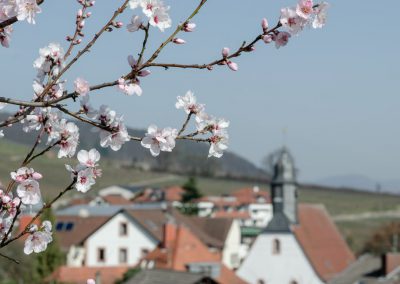 Pfälzer Mandelblüte, los Mandelwochen in der Pfalz